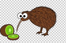 Puma_imgbin-the-new-zealand-kiwi-bird-drawing-bird-TUseJUtZ3qDq6UJ4aQwMkVCXm.jpg